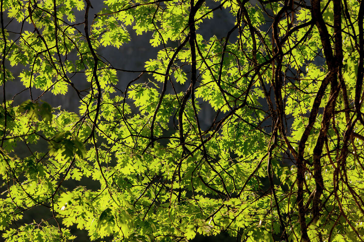 New leaves grow on an oak tree in Yosemite National Park.
