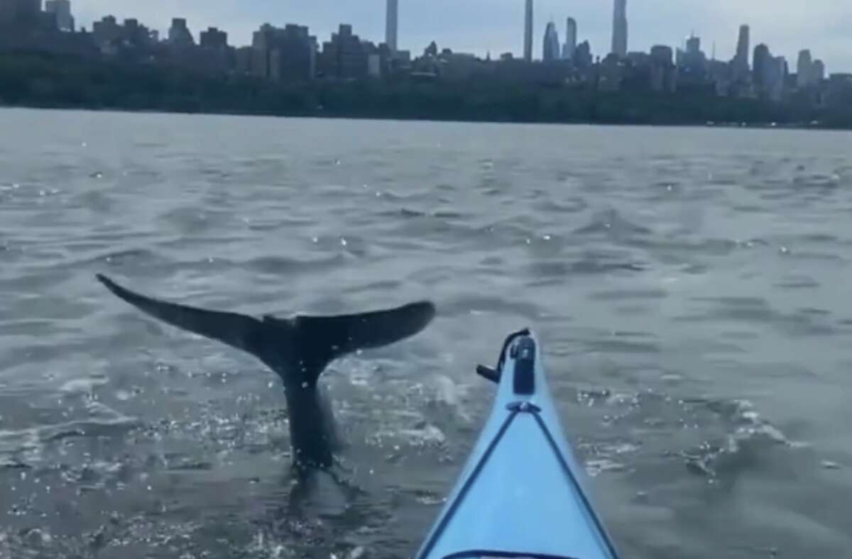 Habiba Hussain was kayaking on the Hudson River in Manhattan on Sunday, Aug. 14, 2022 when she spotted several dolphins in the water.