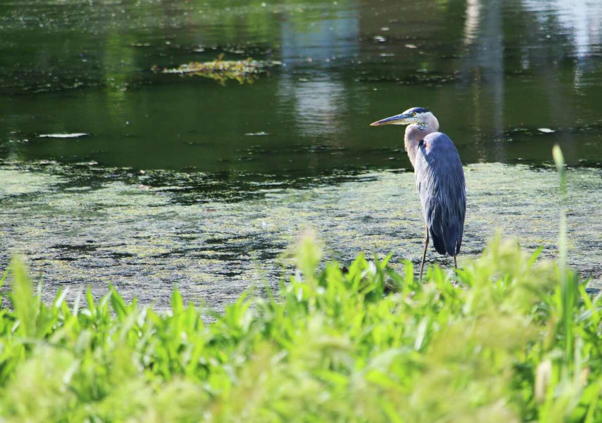 Middletown is in the process of removing blue-green algae blooms in water bodies across the city that have become more abundant this year due to the heat and lower water levels. Cyanobacteria, which often resembles pea soup, can be seen at Pameacha Pond on South Main Street. A great blue heron enjoys the view Monday afternoon.