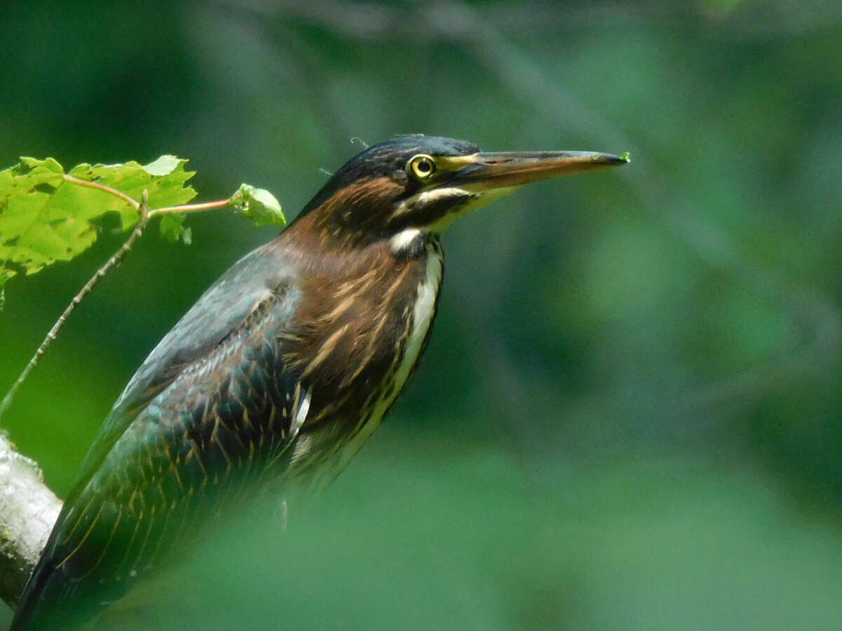 Wildlife Recovery Association shares information about green herons