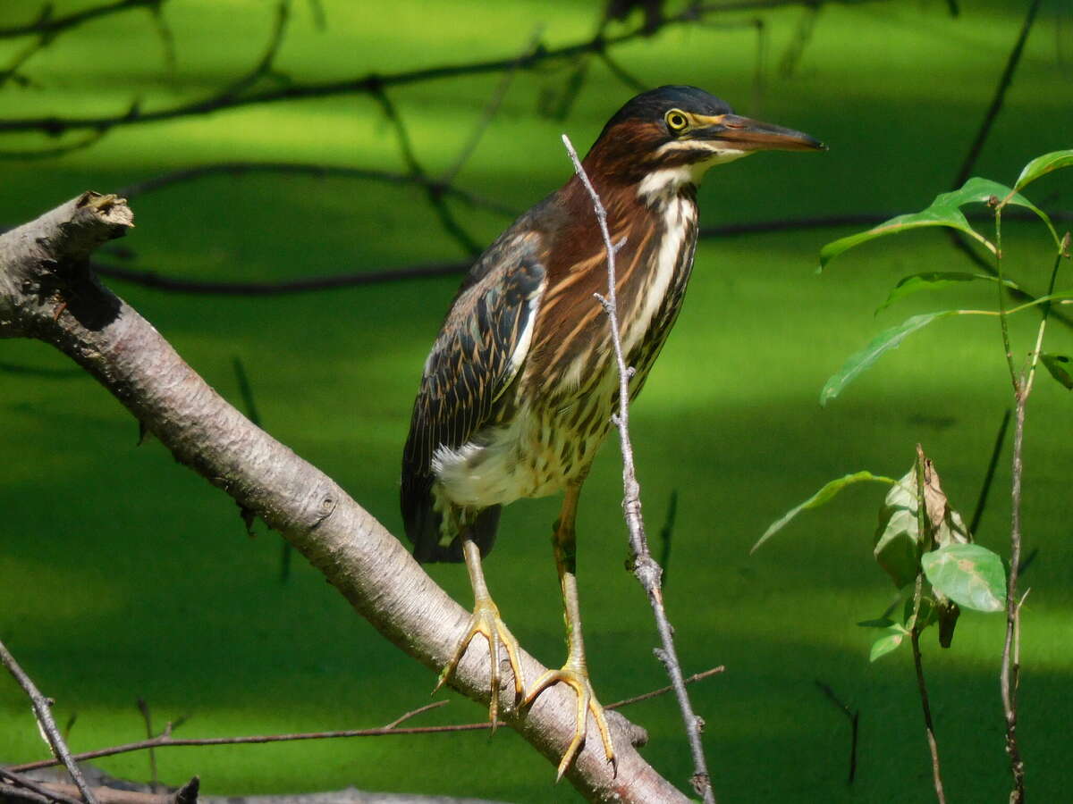 Wildlife Recovery Association shares information about green herons