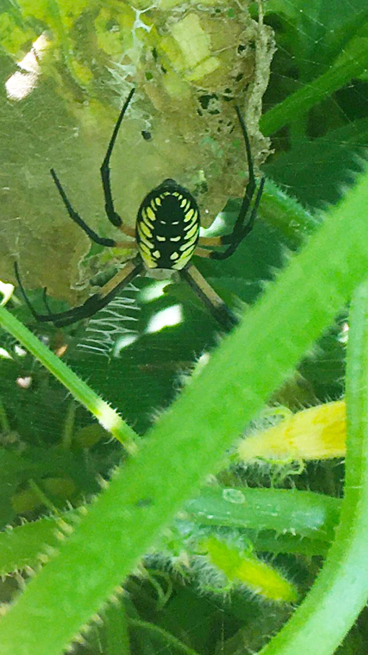 A garden spider concentrates on completing a web in an Alexander garden.