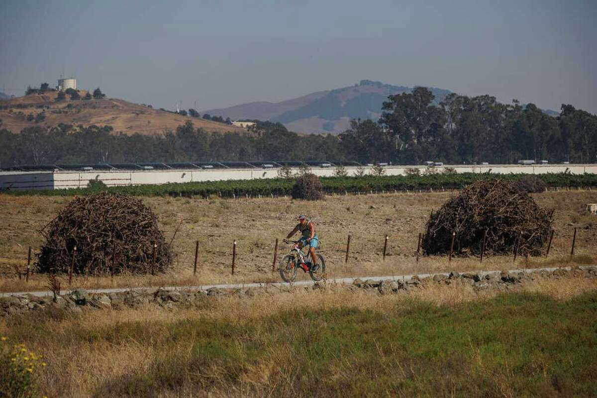 A cyclist passes by the Green Island vineyard and piles of uprooted vines.