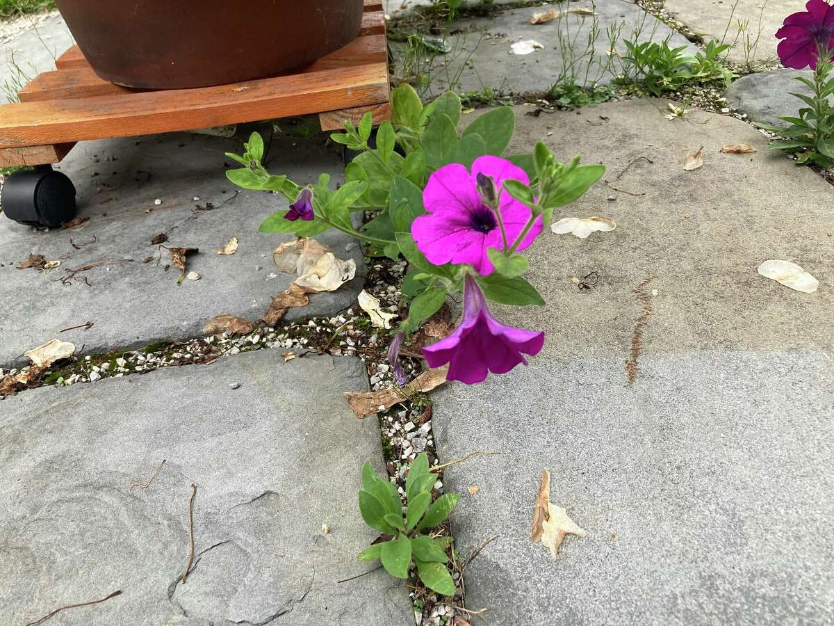 Seeds from a nearby planter found a new home in a stone patio, then over-wintered, sprouted and prospered sufficiently to flower this summer. 