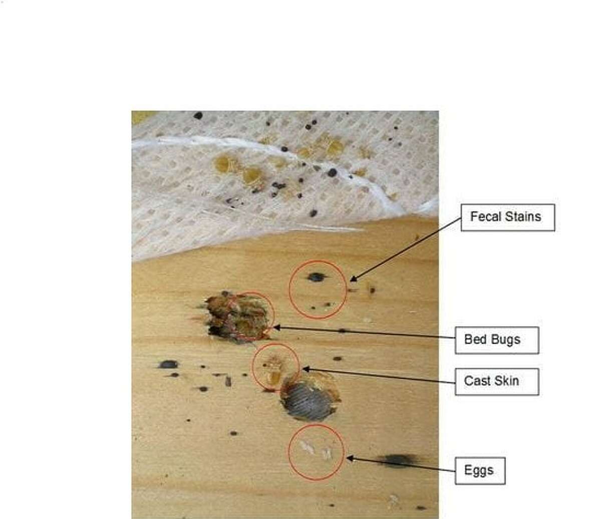 the michigan gov website said signs of bedbug infestations include: "finding small wingless bugs in cracks and crevices around the bed, seeing small spots of blood or bed bug fecal matter on bedding, or finding bed bug eggs and/or cast skins.