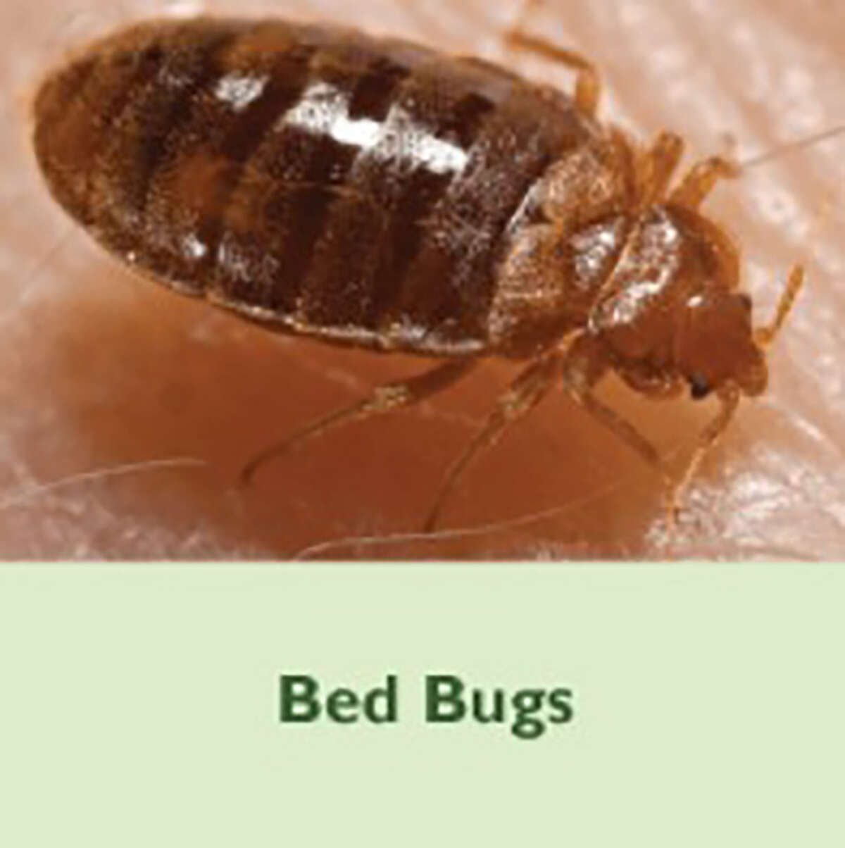 According to the michgan.gov website, "Bed bugs are small, flat insects that feed on the blood of people and animals when they sleep.  Bed bugs are experts at hiding.  Their slim flat bodies allow them to fit into the smallest of spaces and stay there for long periods of time, even without a blood meal." 