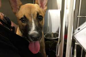 Asha, puppy severely beaten in Schenectady, is improving
