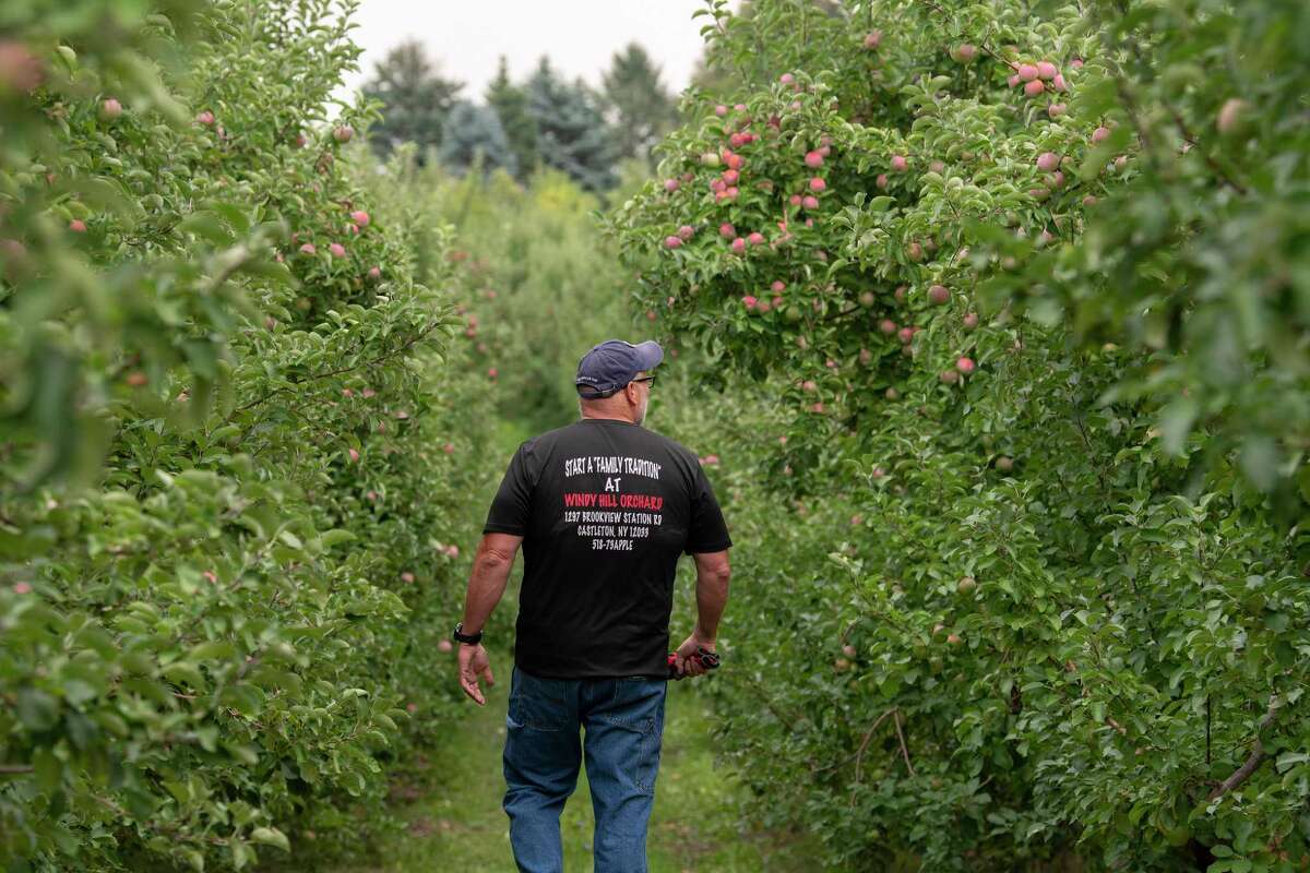 Scott Seeberger, co-owner of Windy Hill Orchard, walks down a row of his Mcintosh apple trees on Wednesday, Aug. 17, 2022, in Castleton, N.Y. (Paul Buckowski/Times Union)