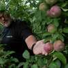 Scott Seeberger, co-owner of Windy Hill Orchard, shows some of the McIntosh apples that are small in size because of a lack of rain this summer, on Wednesday, Aug. 17, 2022, in Castleton, N.Y. "These apples should be double this size by now", Seeberger says. (Paul Buckowski/Times Union)
