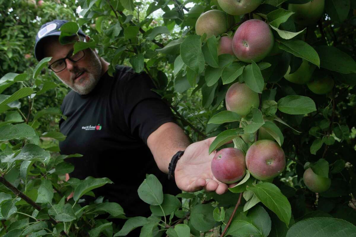 Scott Seeberger, co-owner of Windy Hill Orchard, shows some of the McIntosh apples at the Castleton farm. 