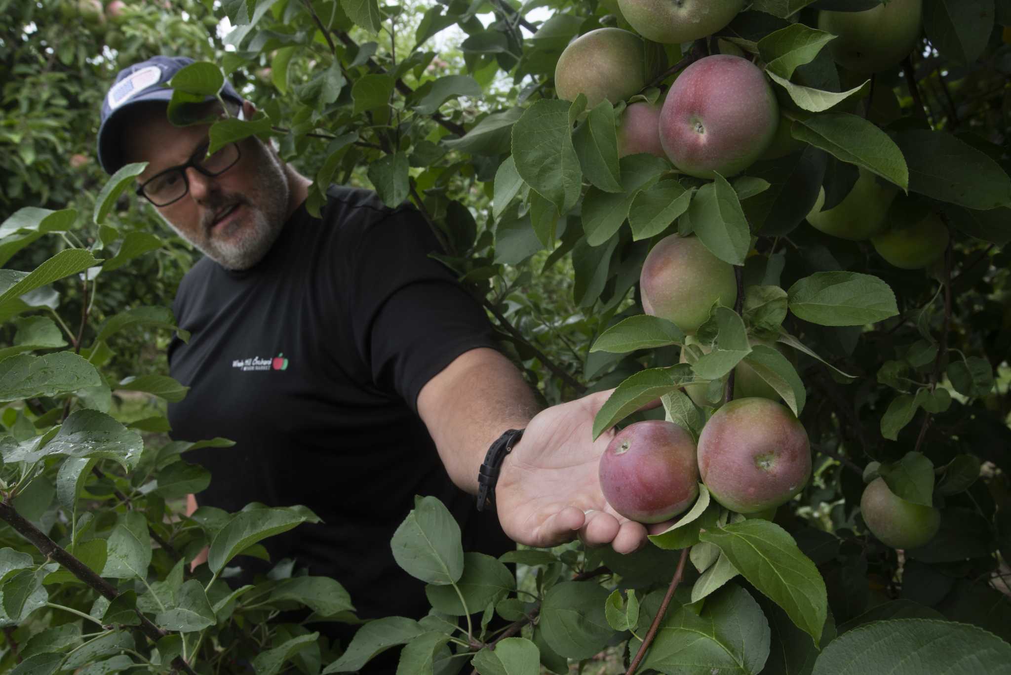 Top-rated apple orchards in Albany