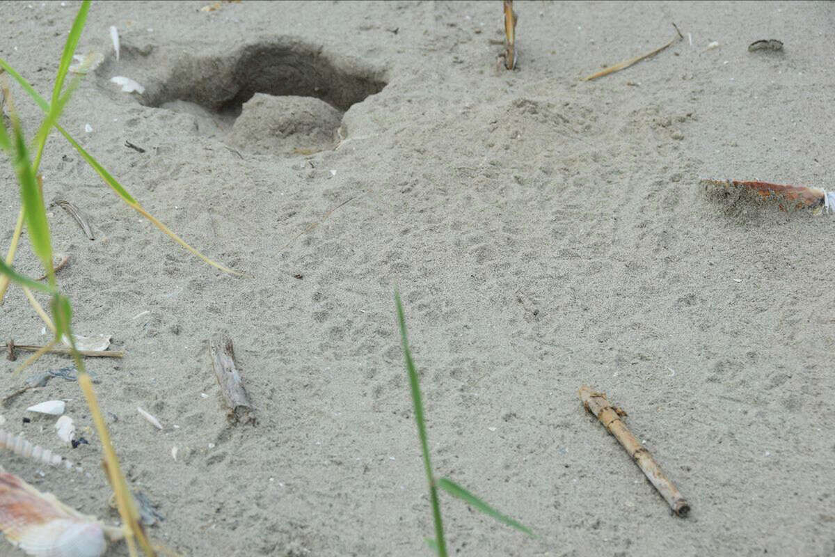 Endangered Sea Turtles Hatch For First Time In More Than 75 Years