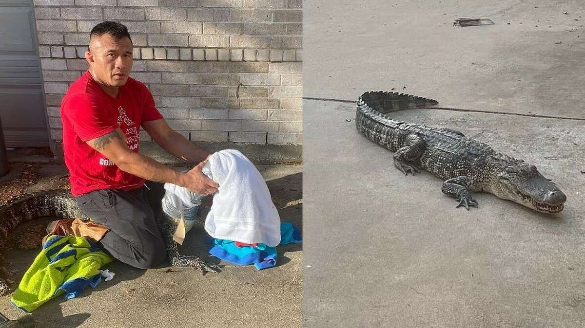 Missouri City dad wrangles alligator with towels in makeshift driveway  rescue