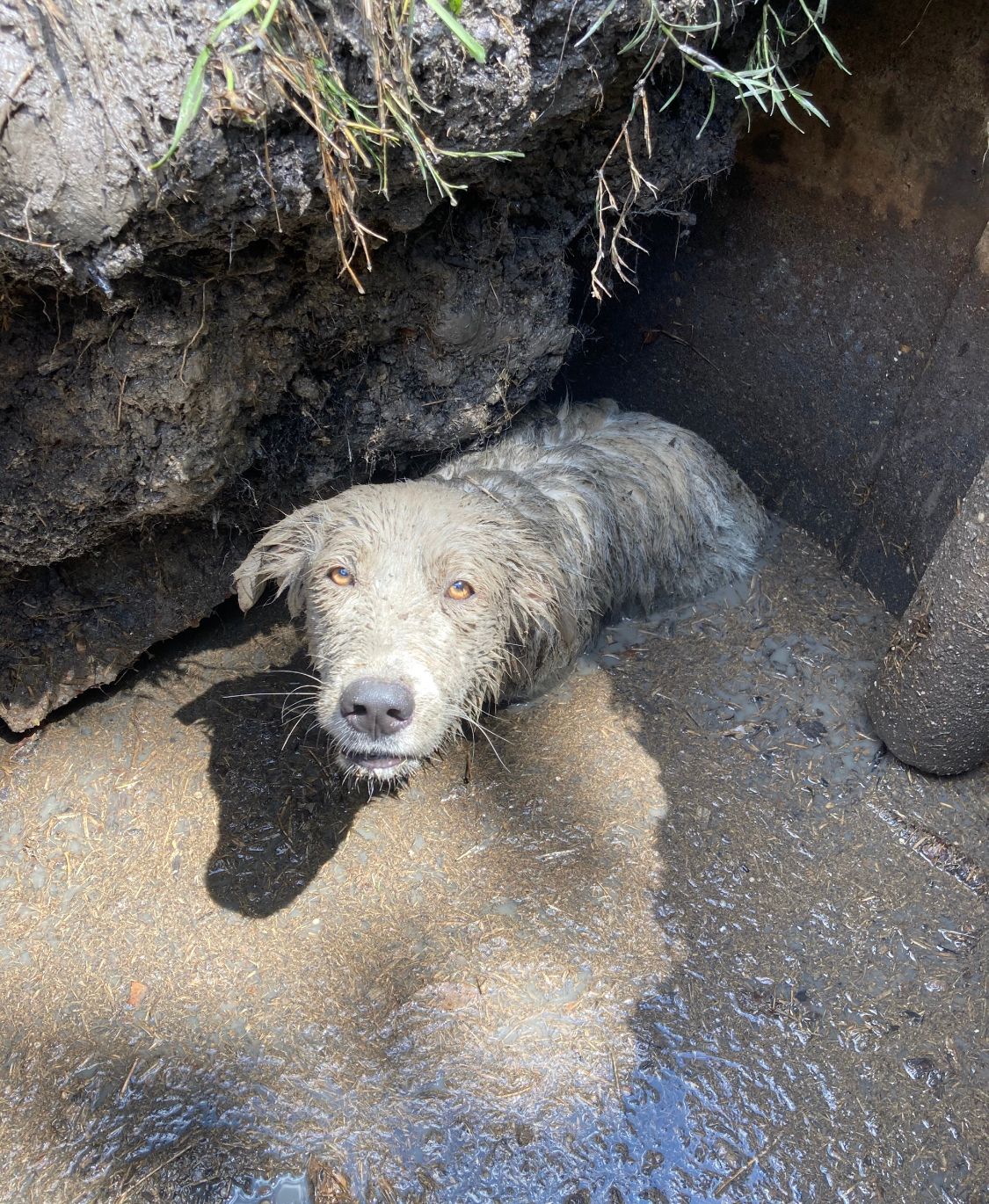 Houston SPCA rescues dog trapped in muddy sinkhole near Sims Bayou