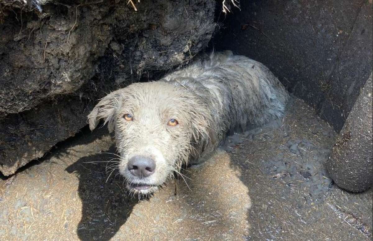 The Houston SPCA rescued an 8 month-old Great Pyrenees who was stuck in a sinkhole with thick mud and water up to his chest near Sims Bayou in Southwest Houston on Wednesday.