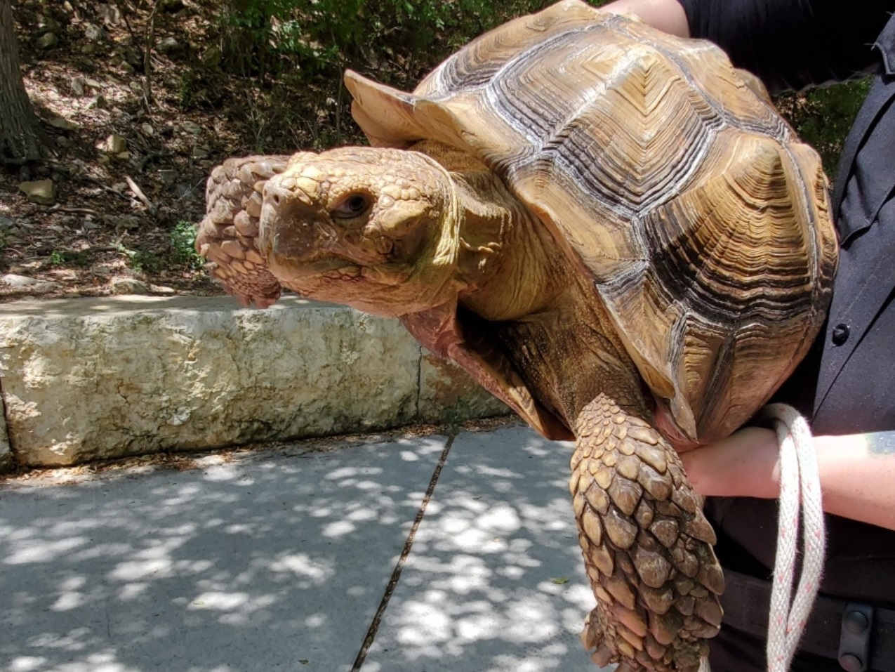 'Getaway' tortoise discovered in Northside San Antonio park