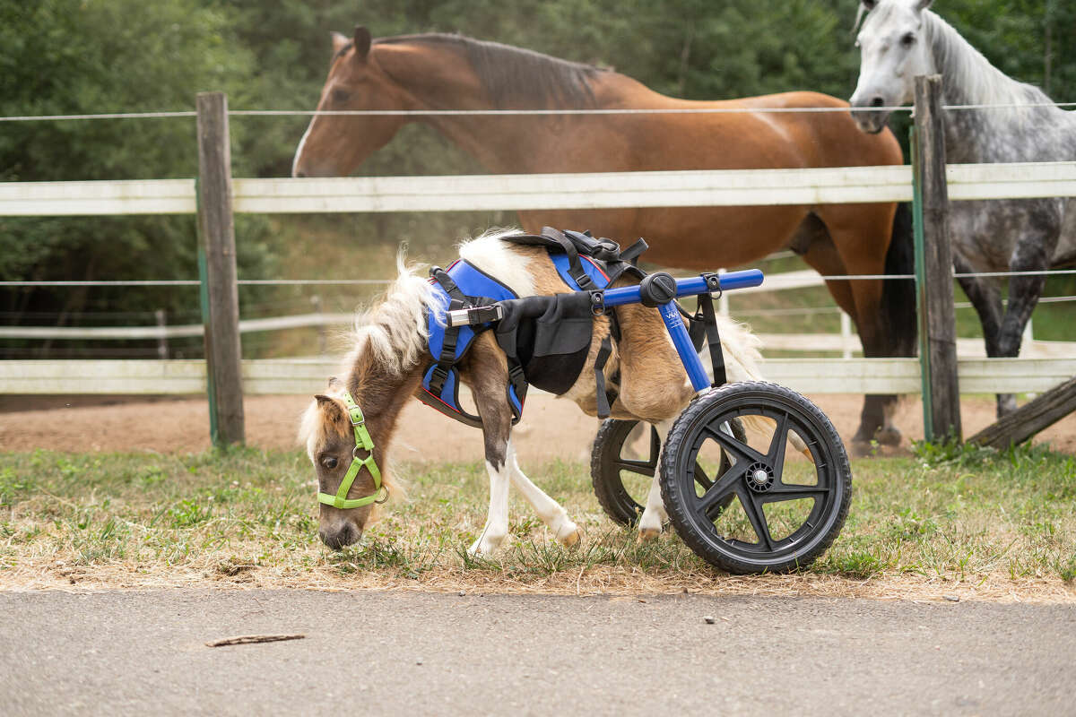 Turbo the minihorse with other horses at the Road To Refuge Sanctuary.