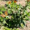Milkweed and other plants at Pleasant Valley Community Center in Arcadia will provide food and habitat for monarchs as they make their annual trek from Mexico to Canada