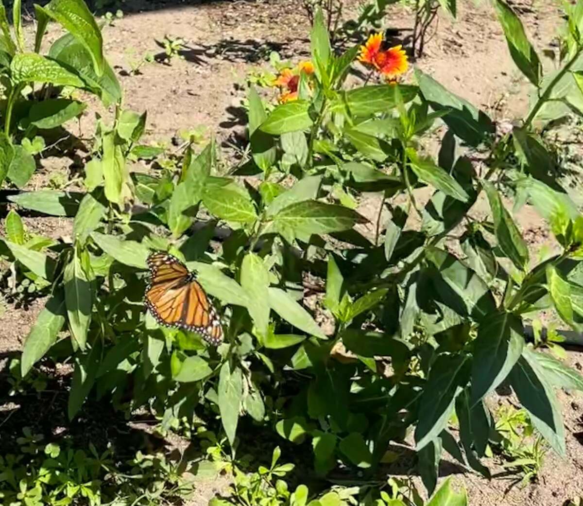 How a Monarch Waystation could help increase butterfly population