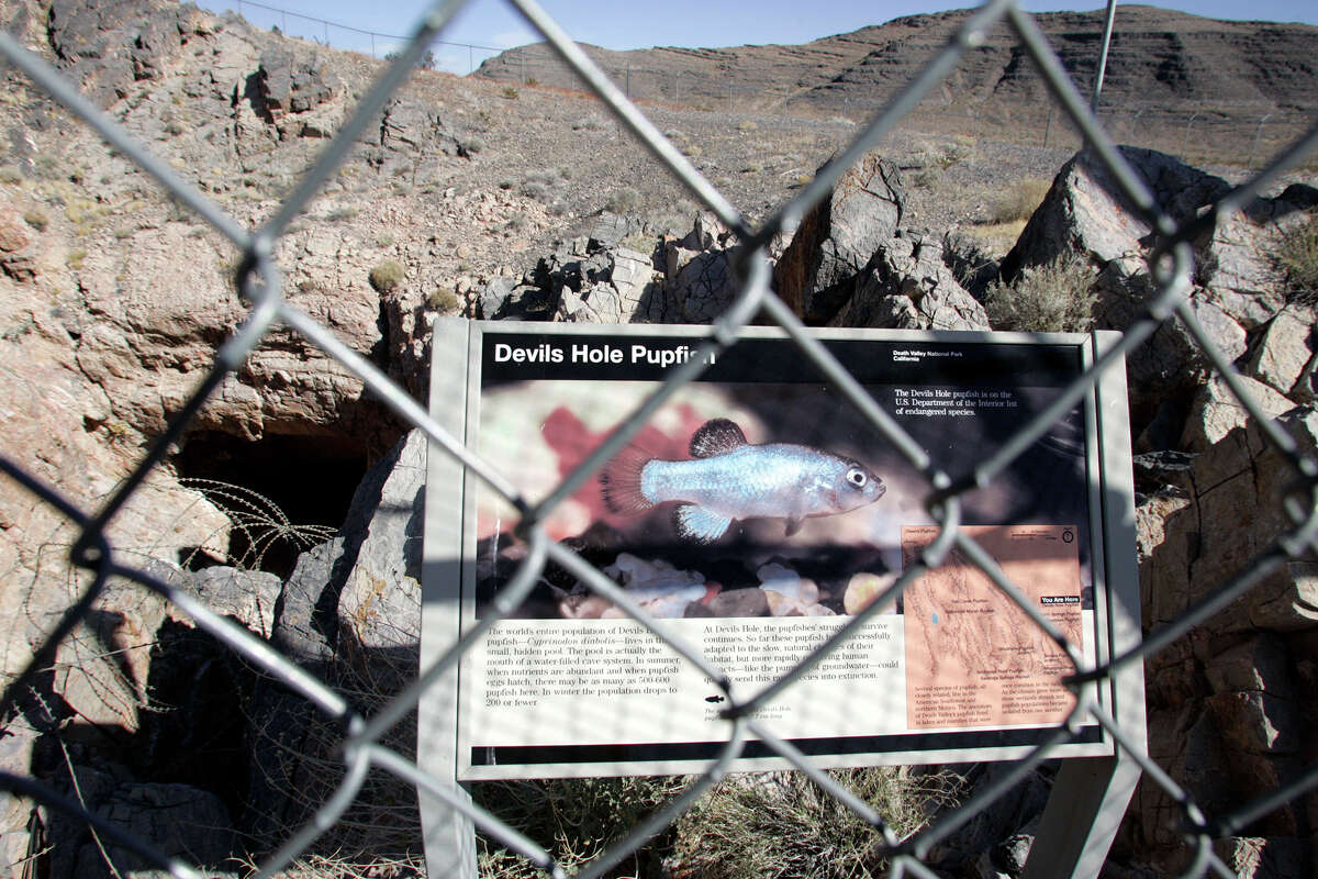 The most recent count reported 175 Devils Hole pupfish (Cyprinodon diabolis), in April 2022.