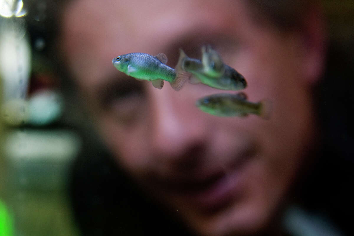 In early 2013, the population dwindled to a record low 35 pupfish.