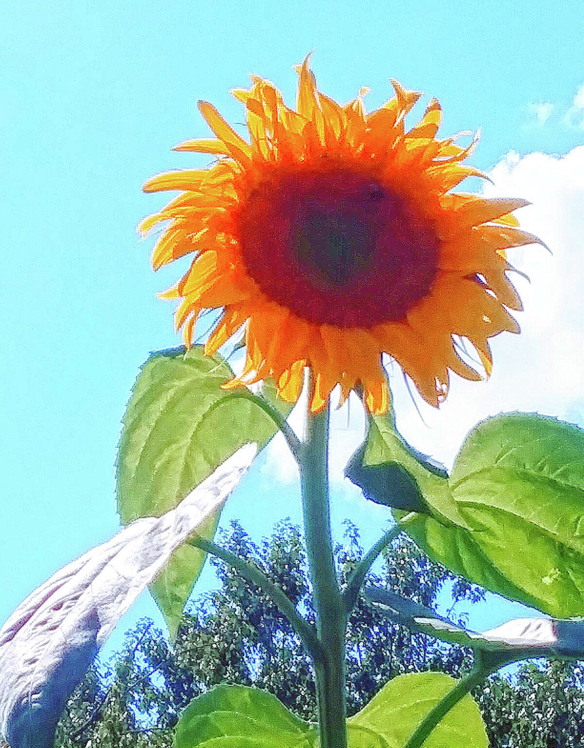 A sunflower reaches toward the blue sky on a sunny summer day.