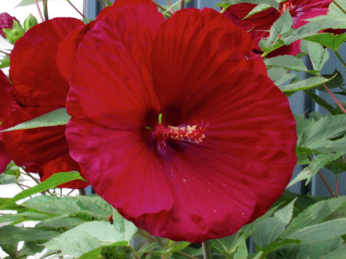 A hibiscus blooms in a yard in Murrayville.