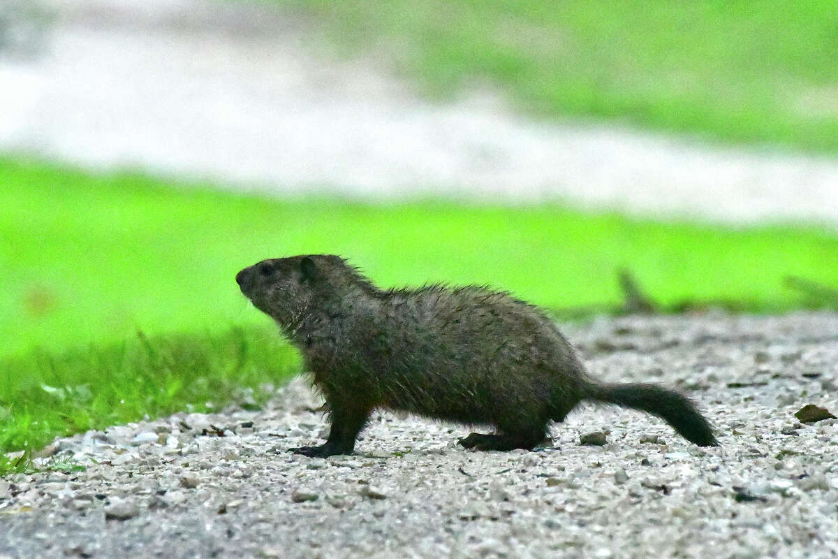 A young groundhog makes its way across a road to a grassy area.