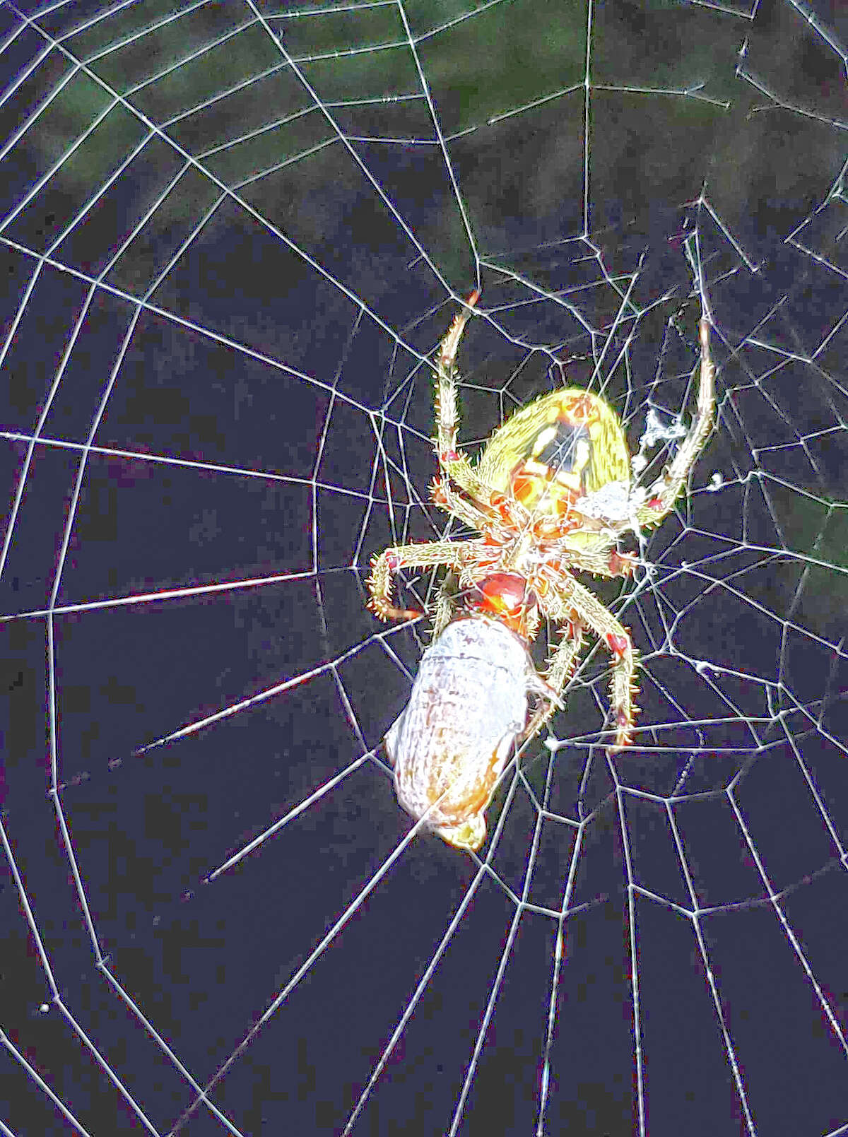 A Hentz orb-weaver spider wraps a junebug for dinner.