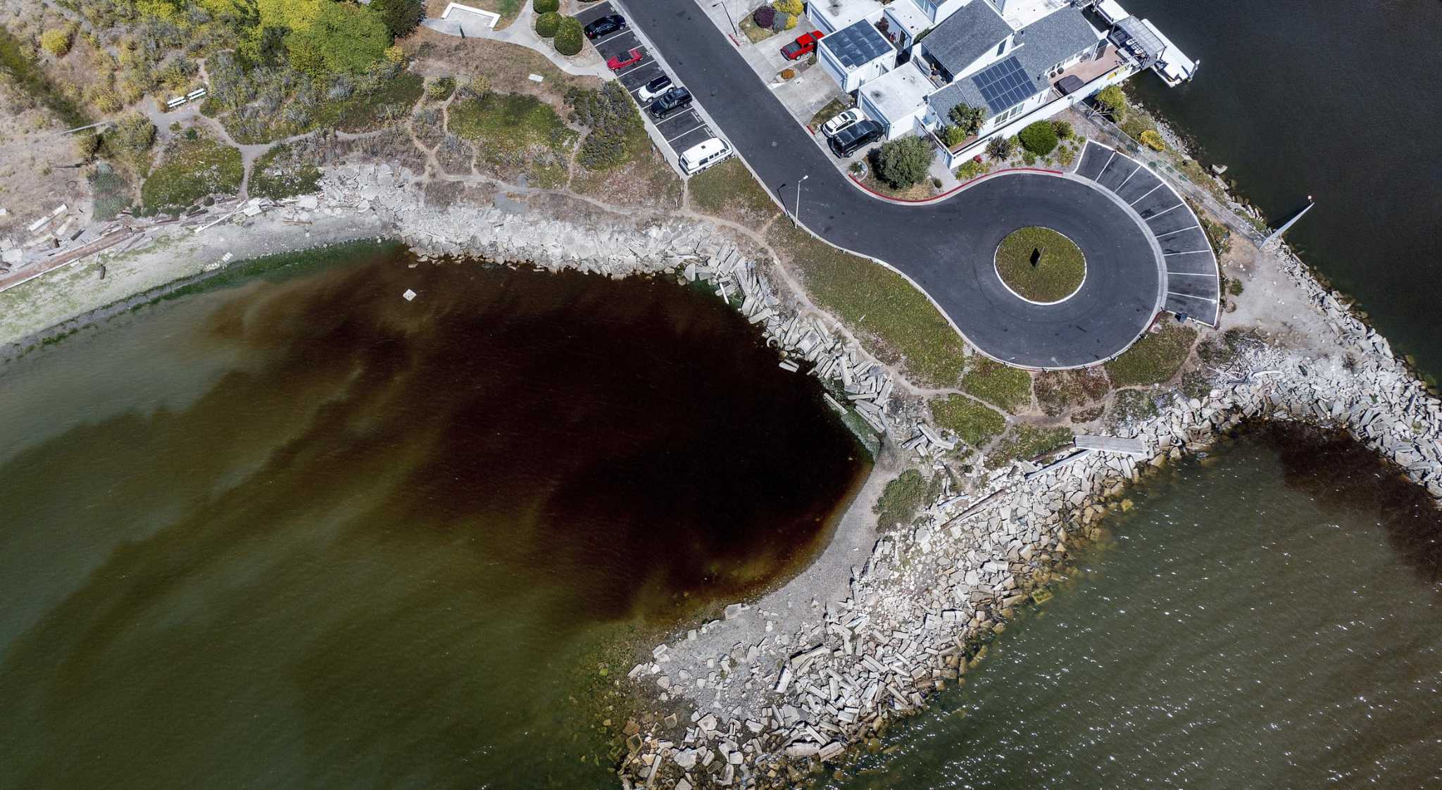 Algal bloom fills San Francisco Bay with swirls of brown water - Vimarsana News