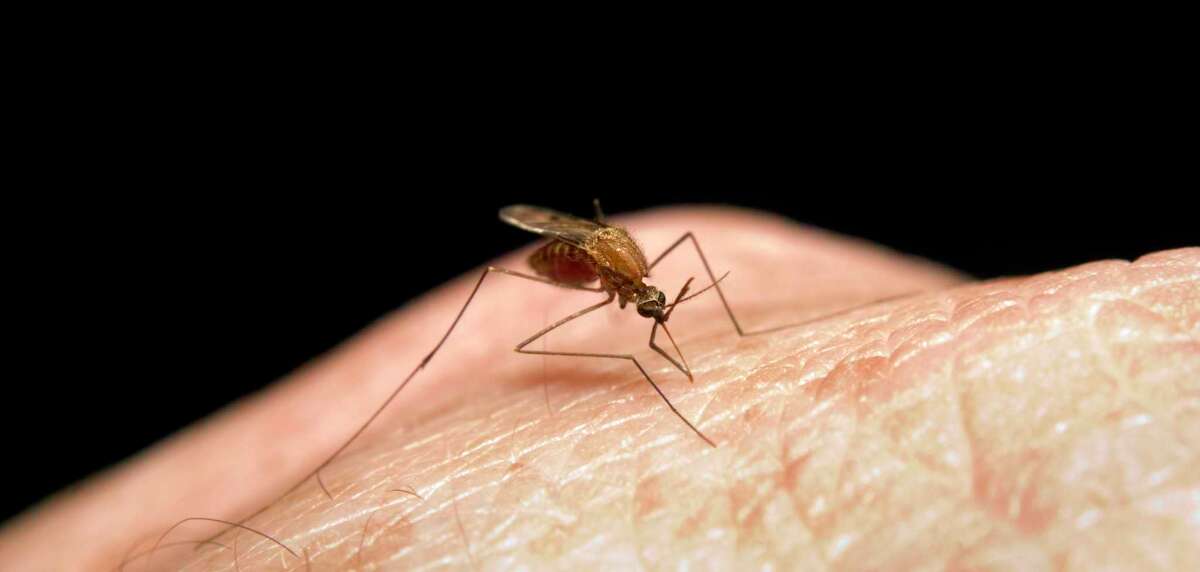 West Nile virus has spread to 17 Connecticut towns, state officials say