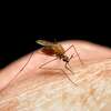 Mosquitoes infected with West Nile virus have been found in 17 Connecticut towns, including coastal areas in Fairfield and New Haven counties and the metropolitan Hartford area.