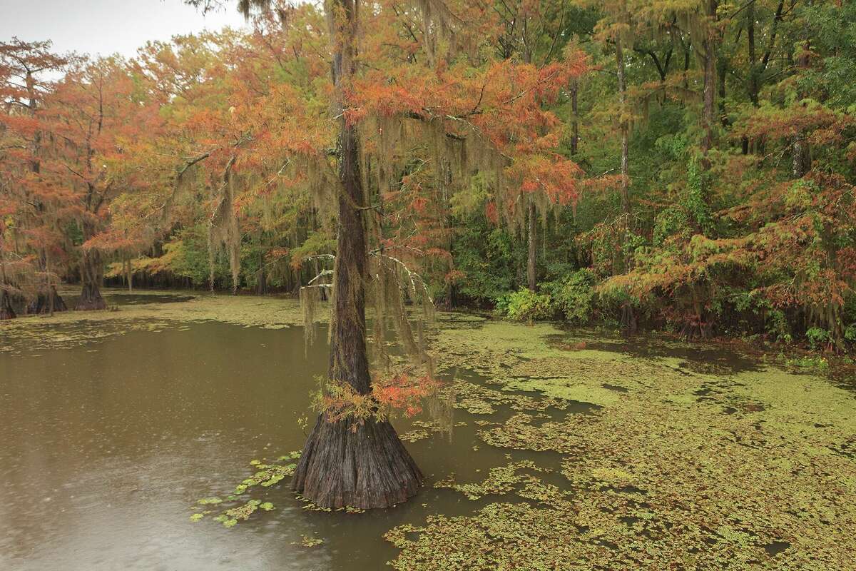 Autumn leaves are seen at Caddo Lake State Park in Karnack, Texas. This park is a popular spot for seeing fall foliage near the state's border with Louisiana.
