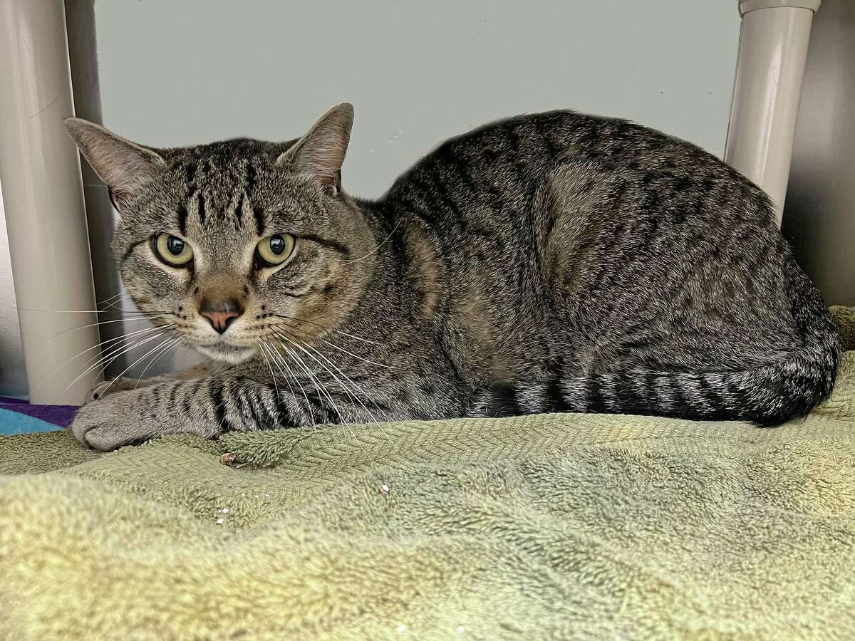 Skitch is a 2-year-old male kitty.He says, “I am a quiet and reserved guy, but just give me time and quiet attention and we'll be all good. Do you want a cat who can adorn your house? Then I'm the guy for you. Do you want to “earn” your friendships?! Then you're the type of person I like. Seriously, though, I'm a very sweet and fun guy who just takes time to adjust and I'm looking for a cat person who can respect my timeline. I've been hanging out in a calm foster home and I'm very happy there. I'll turn into a relaxed cat, king of my domain, a connoisseur of good wand toys, after I've been with you for a while, too. See you soon, my admiring friends. See more at CThumane.org/adopt, or come visit in person.