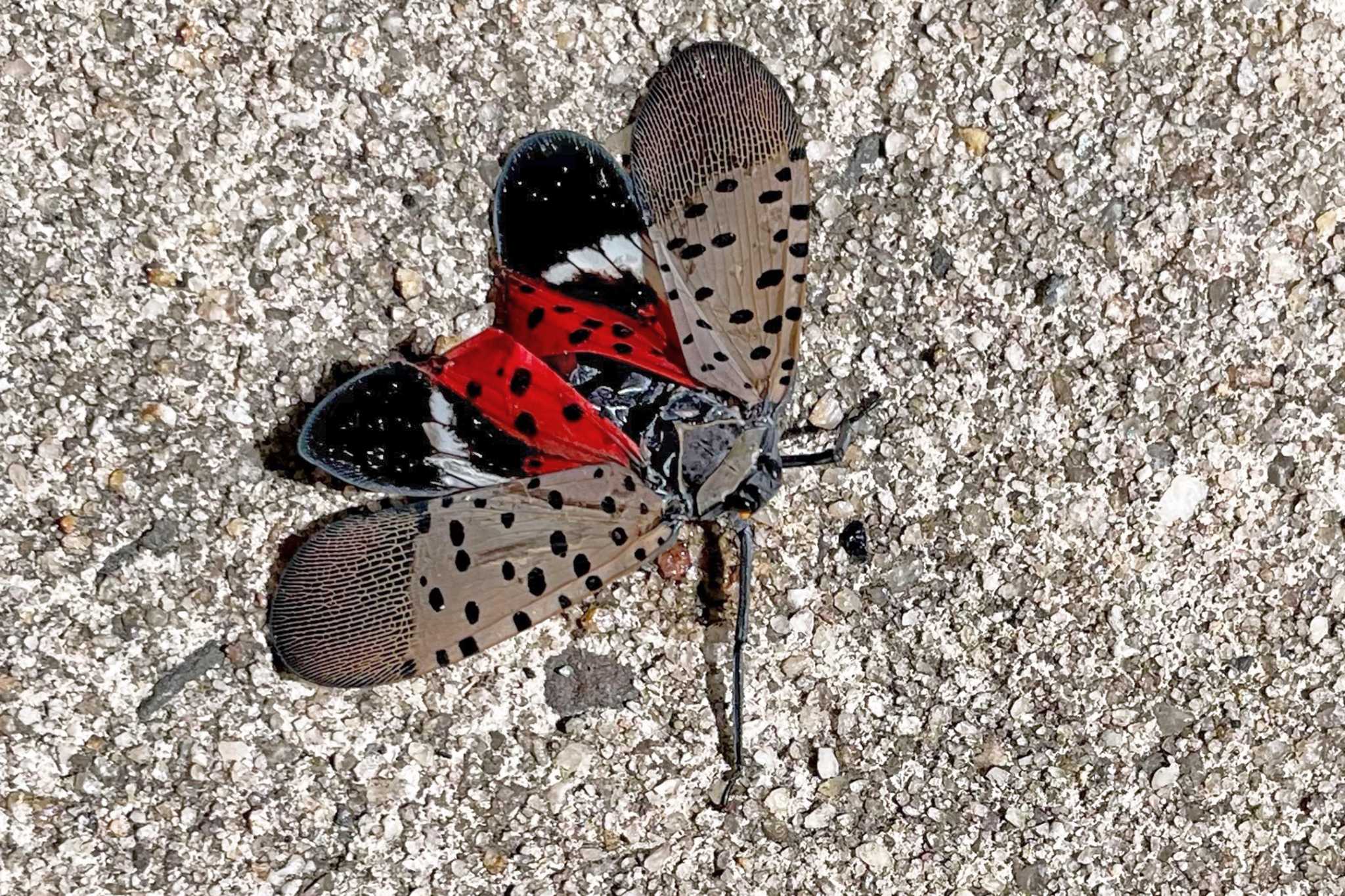 See it? Squish it! Fighting the invasive spotted lanternfly - Vimarsana News