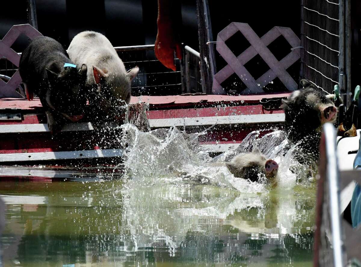 The Robinson’s Racing Pigs make a big splash while putting on a show for spectators at the Altamont Fair on Friday, Aug. 19, 2022, in Altamont, N.Y.