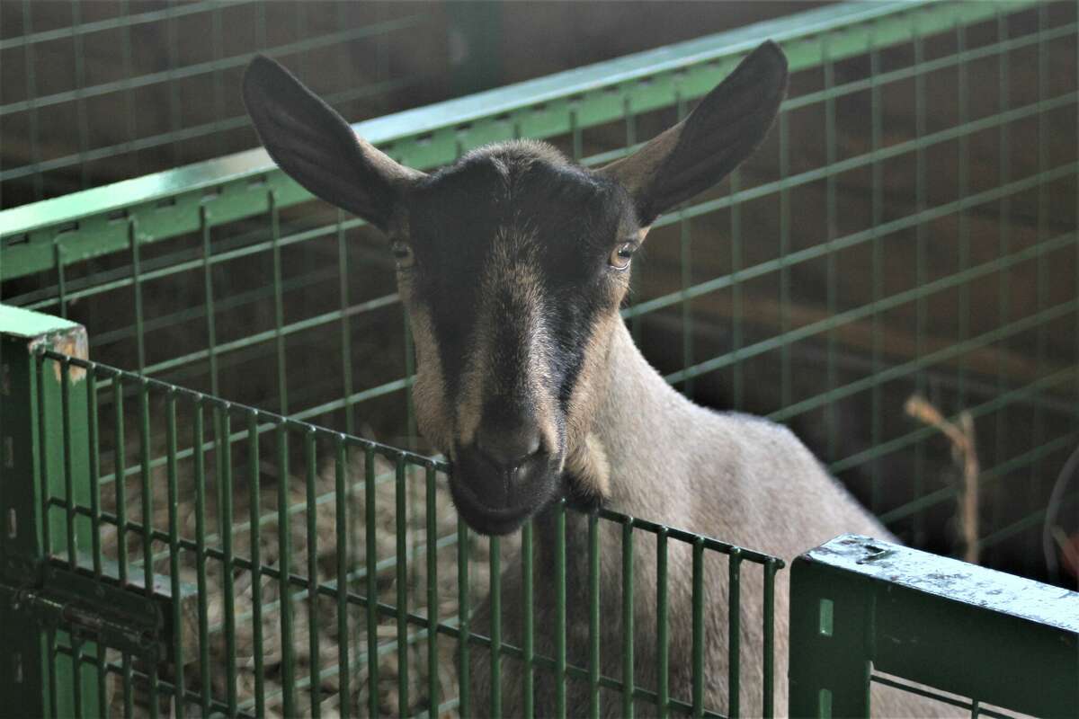 A goat stands in its pen Friday at the Manistee County Fairgrounds.