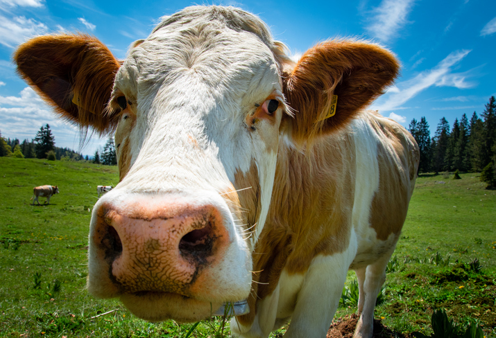 Commentary: David Haworth — Making a wrong mooo-ve in the Netherlands - Vimarsana News