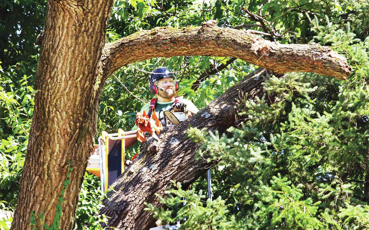 An employee of Riverbend Outdoor positions himself to cut more off a partially dead tree being removed Friday in the Oakwood Cemtery in Alton. The large tree and a smaller one were cut down Friday because the dead portion of the larger tree was hanging over Oakwood Avenue.