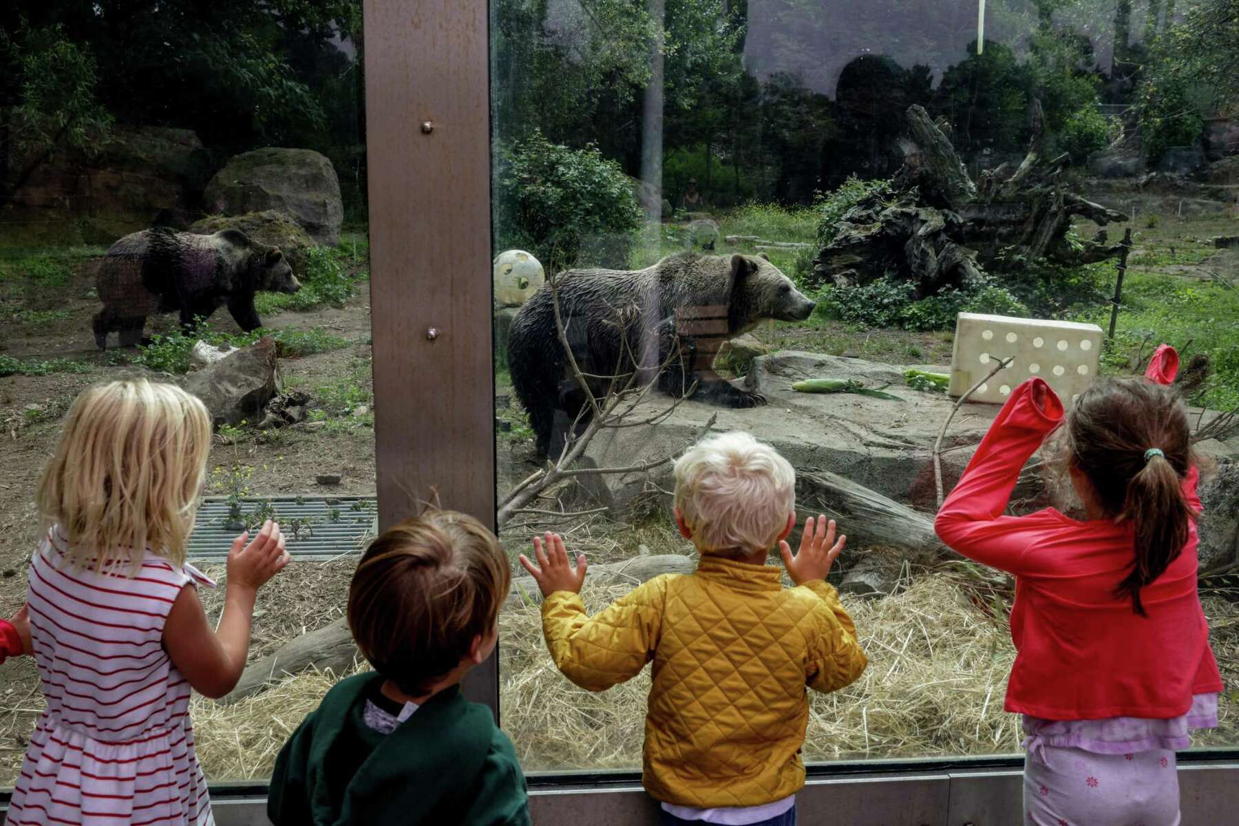 Last remaining grizzly bear at Little Rock Zoo dies