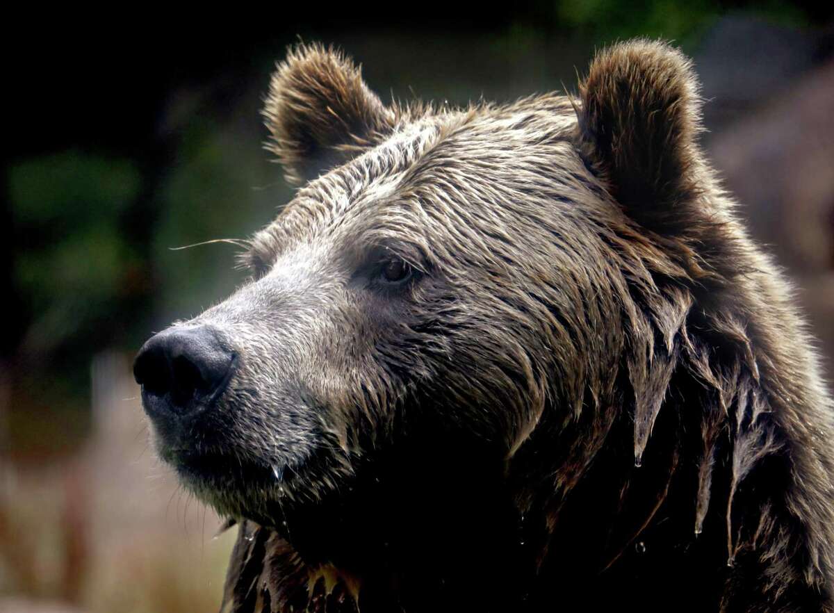 What Exactly Is a Bruin? And Why Are They Called That? - AZ Animals