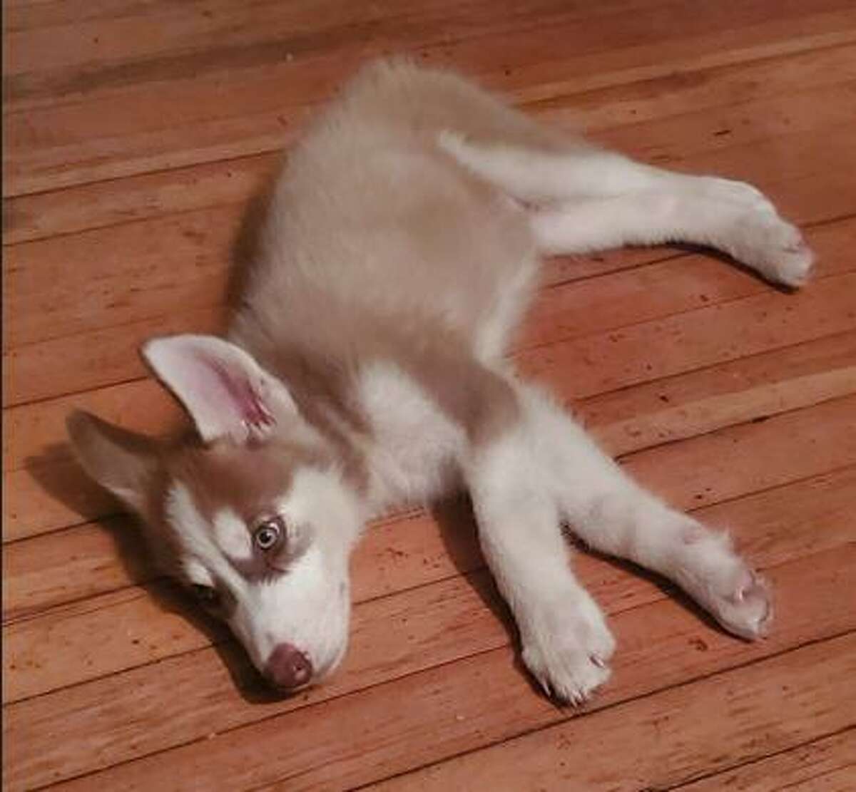 Police are searching for this husky puppy, stolen from a Norwalk man in Bridgeport Wednesday.