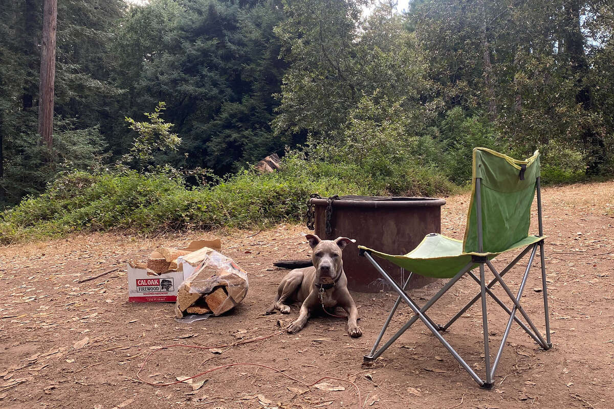 The author's dog at their campsite at Mount Madonna County Park.
