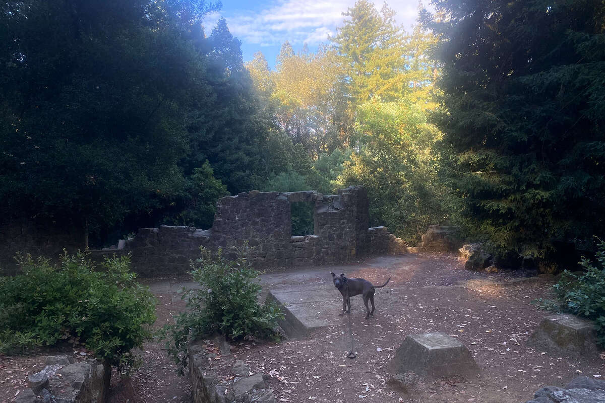 The author's dog near the ruins of Henry Miller's summer estate.