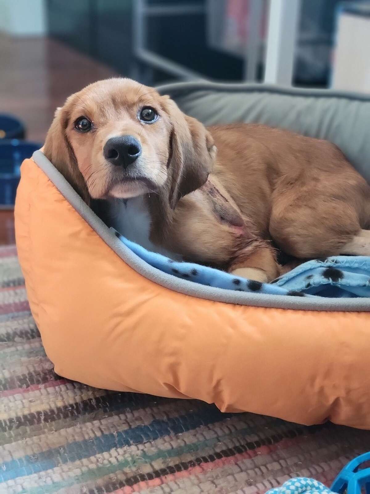 Edwardsville Mayor Art Risavy adopts rescue dog from Partners for Pets