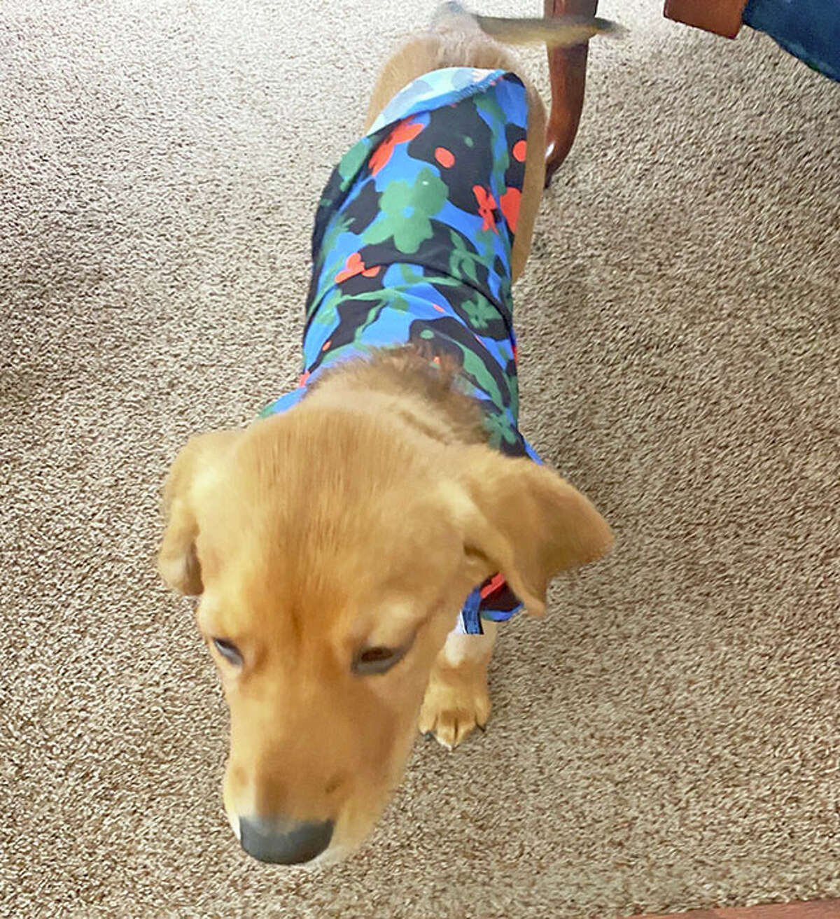 Edwardsville Mayor Art Risavy adopts rescue dog from Partners for Pets