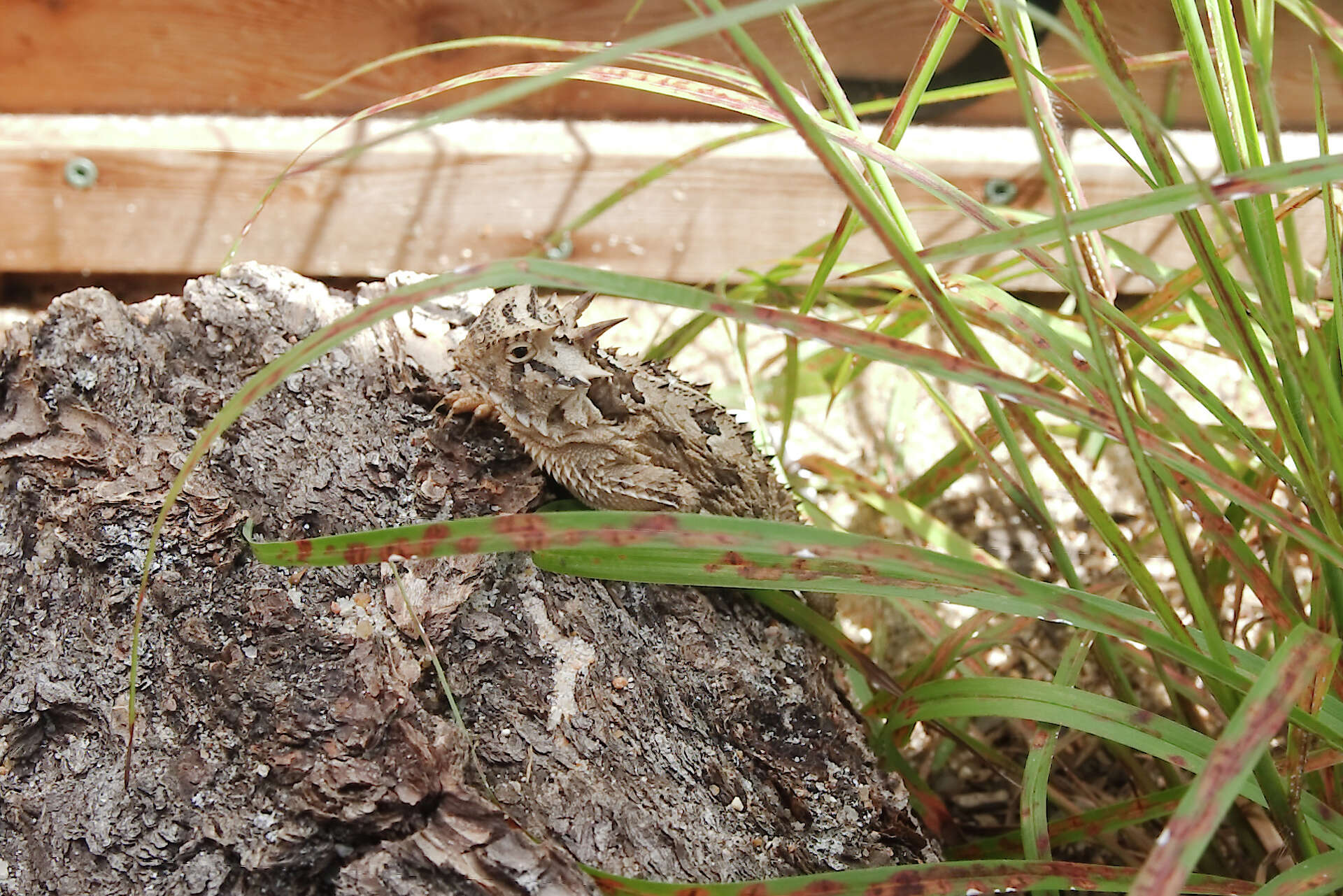 How Pearland nature center is trying to bring Texas horned lizards back to  their old habitats