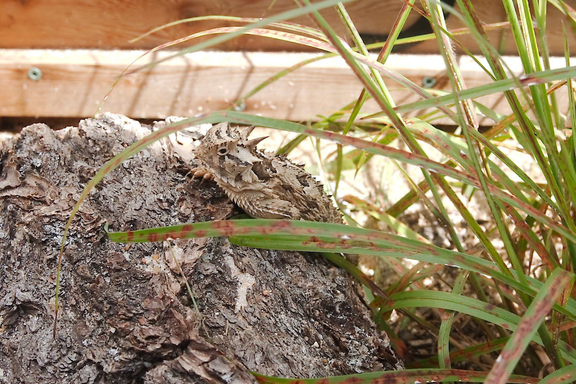 How Pearland nature center is trying to bring Texas horned lizards back