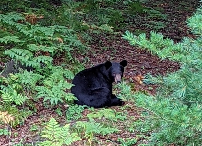 CHICAGO BEARS SPOTTED IN EALING! - Verge Magazine