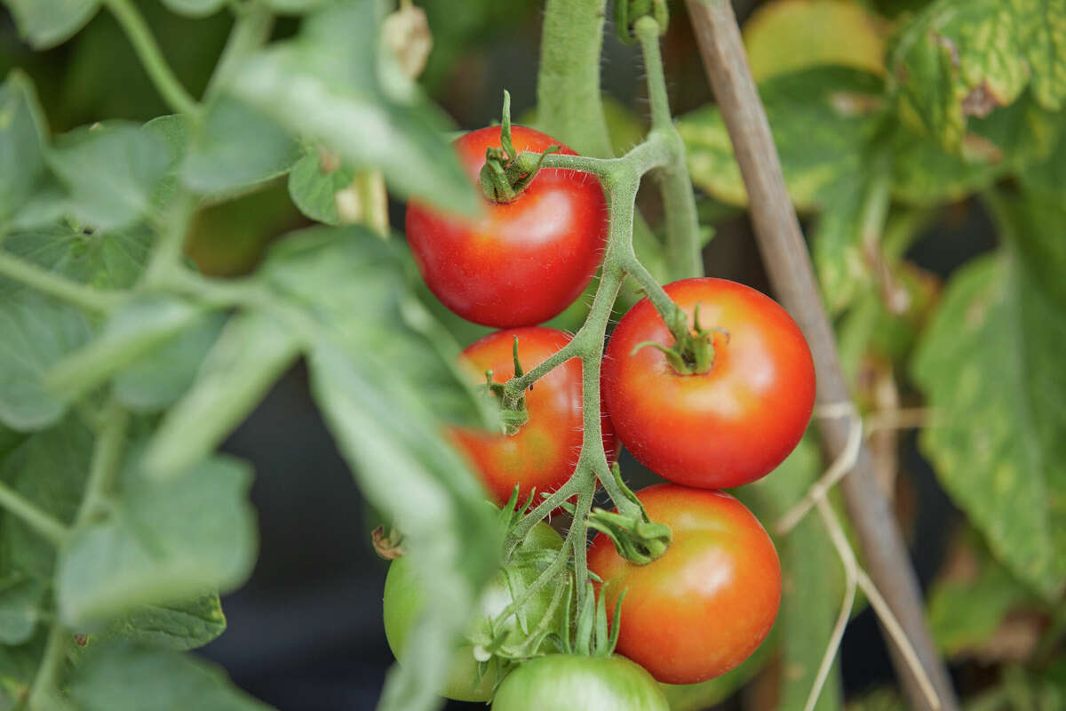 Fertilize tomato plants now to help them produce more fruit.